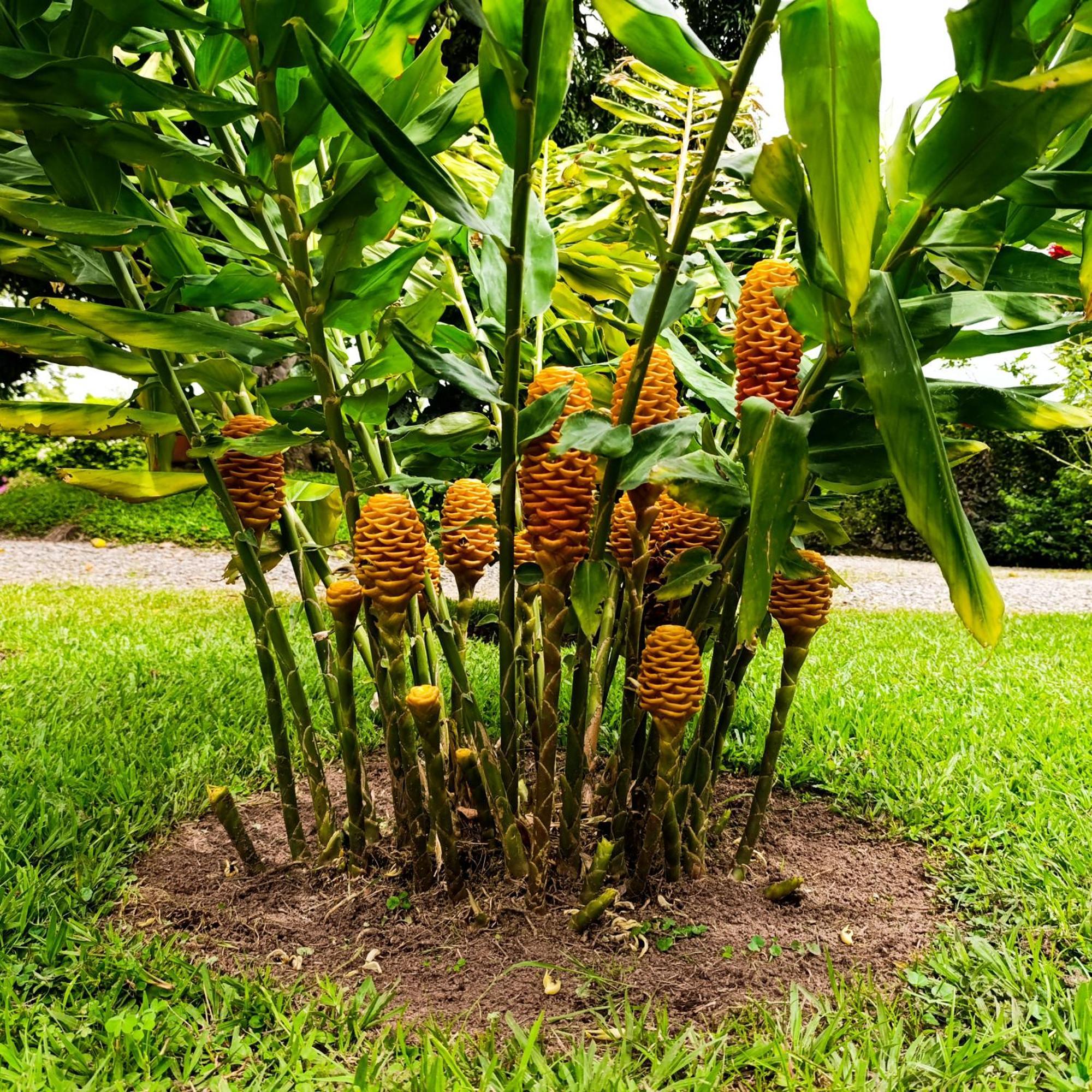 Hotel Campestre Los Mangos Quimbaya Kültér fotó